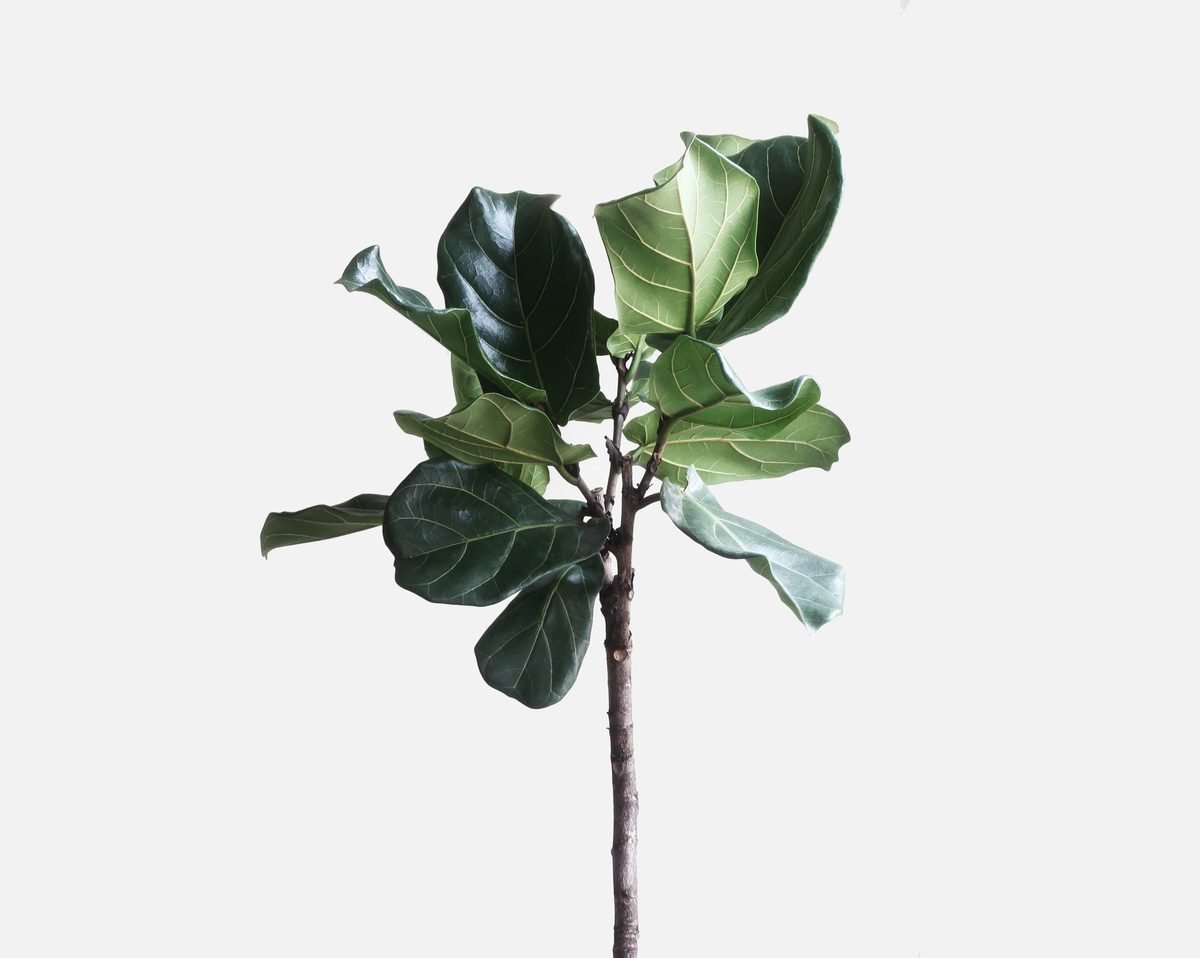 Plantă decorativă